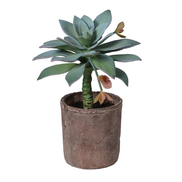 Succulent in Terracotta Pot